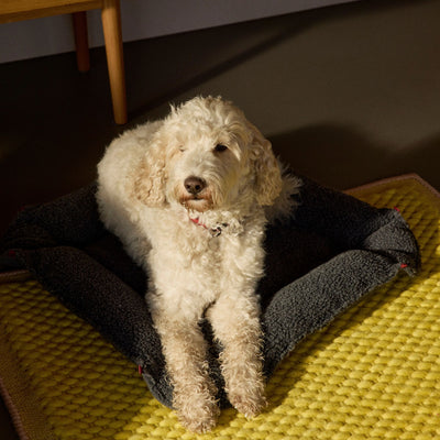 Nook³ | Woolly